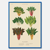 Kökstavla med mangold poster – Plansch med mangold, mangoldposter av Ernst Benary, mangoldtavla, tavla med mangold, skolposter, köksposter, poster till kök