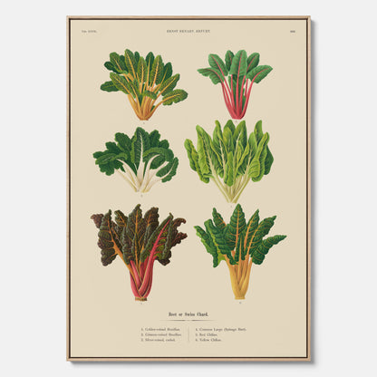 Kökstavla med mangold poster – Canvastavla med mangold, mangoldposter av Ernst Benary, mangoldtavla, tavla med mangold, skolposter, köksposter, poster till kök