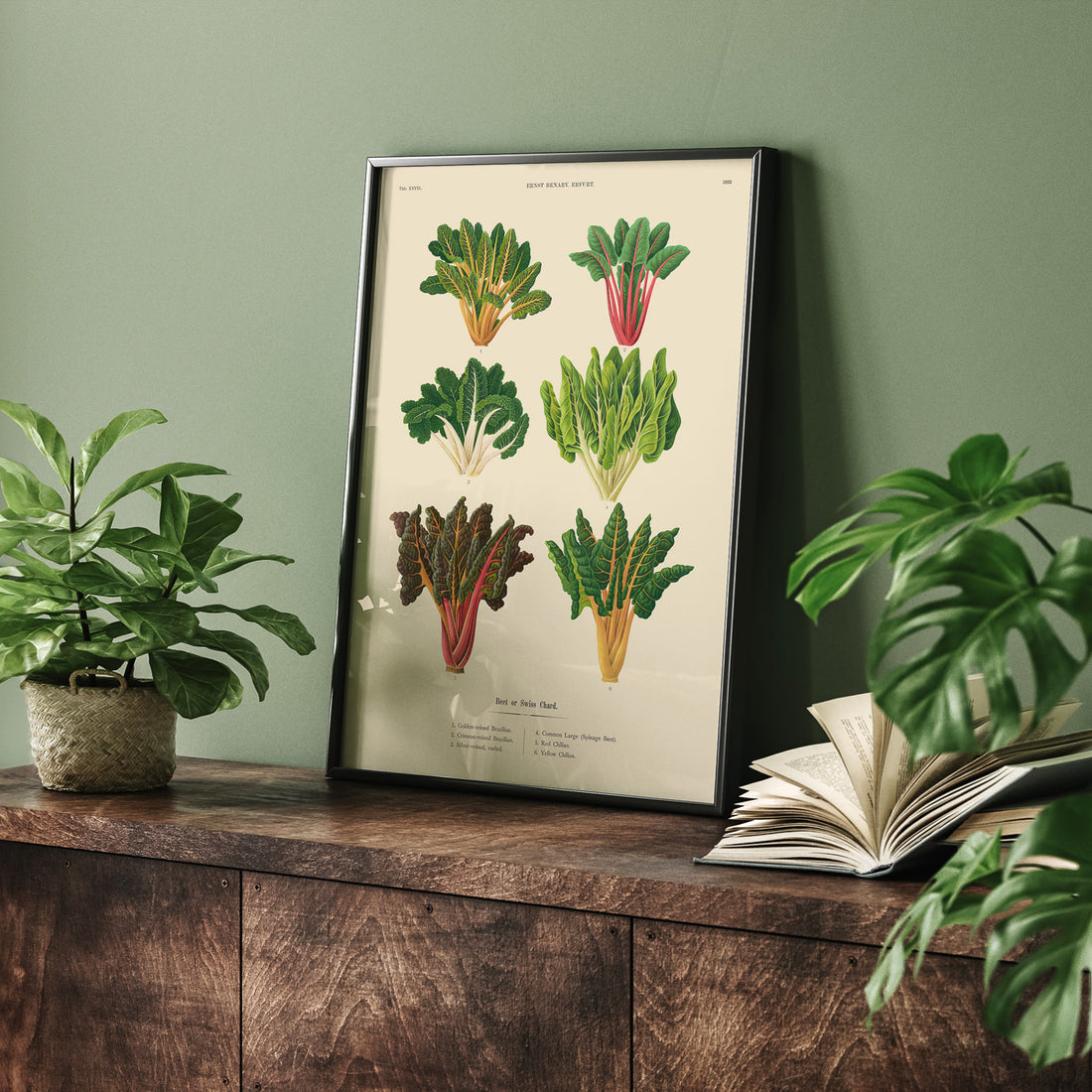 Kökstavla med mangold poster – Plansch med mangold, mangoldposter av Ernst Benary, mangoldtavla, tavla med mangold, skolposter, köksposter, poster till kök