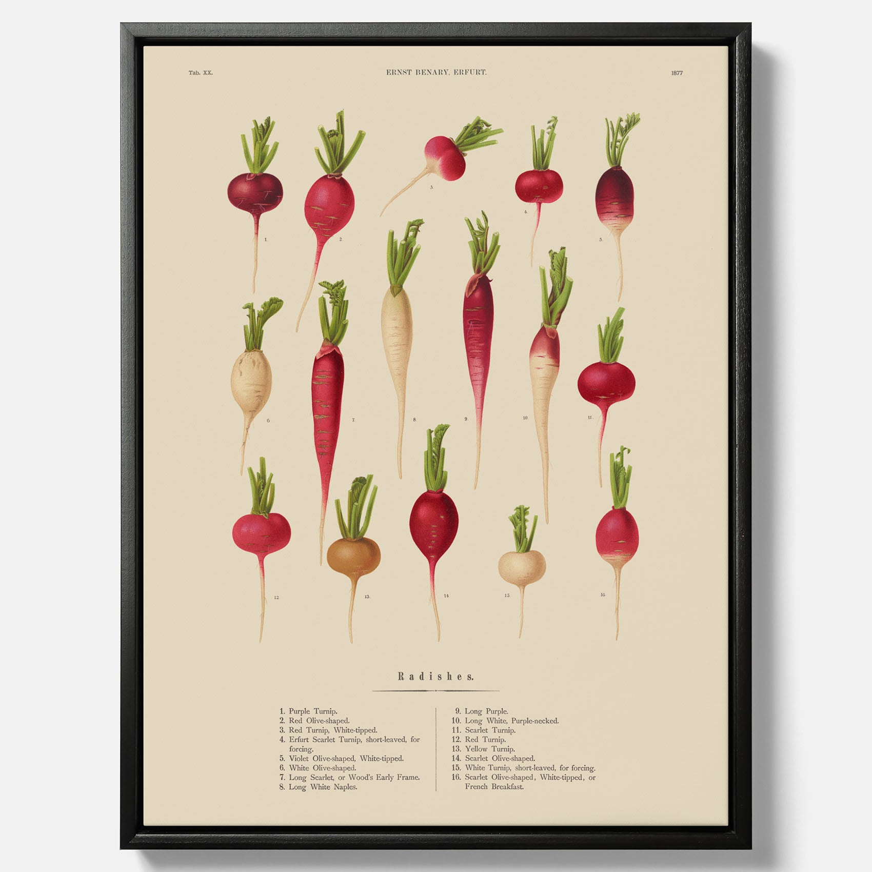Tavla på canvas med Rädisor poster – Plansch med grönsaker, rädis-poster av Ernst Benary, rädistavla, tavla med rädisor, skolposter, köksposter, poster till kök