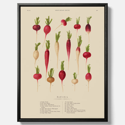 Tavla på canvas med Rädisor poster – Plansch med grönsaker, rädis-poster av Ernst Benary, rädistavla, tavla med rädisor, skolposter, köksposter, poster till kök
