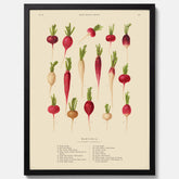 Kökstavla med Rädisor poster – Plansch med grönsaker, rädis-poster av Ernst Benary, rädistavla, tavla med rädisor, skolposter, köksposter, poster till kök