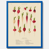 Kökstavla med Rädisor poster – Plansch med grönsaker, rädis-poster av Ernst Benary, rädistavla, tavla med rädisor, skolposter, köksposter, poster till kök