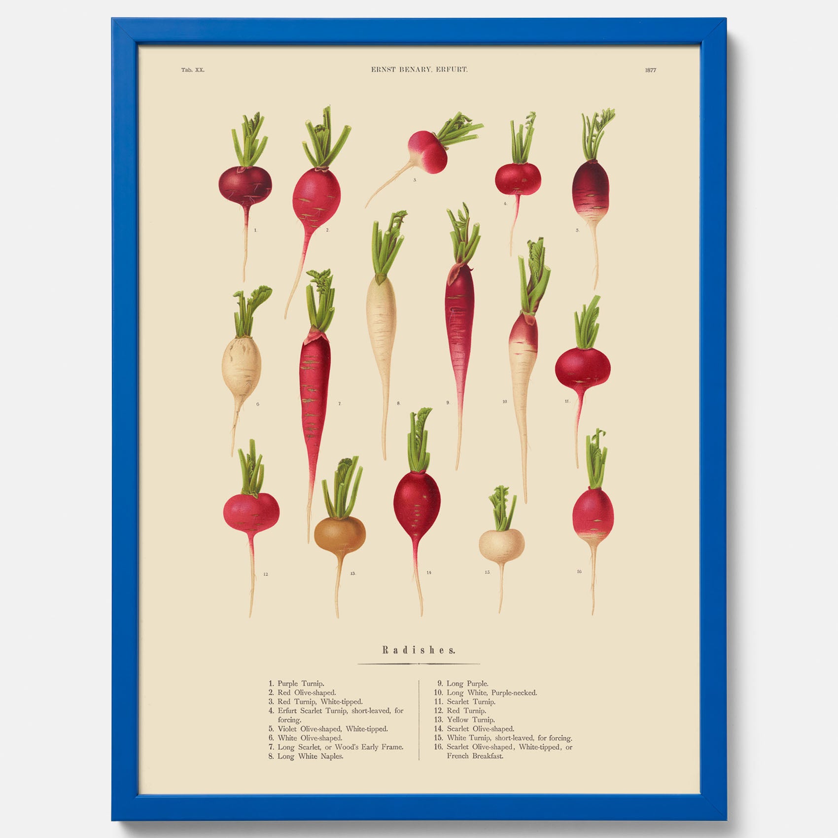 Kökstavla med Rädisor poster – Plansch med grönsaker, rädis-poster av Ernst Benary, rädistavla, tavla med rädisor, skolposter, köksposter, poster till kök