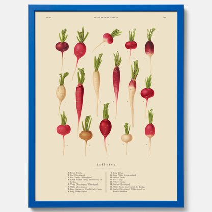Kökstavla med Rädisor poster – Plansch med grönsaker, rädis-poster av Ernst Benary, rädistavla, tavla med rädisor, skolposter, köksposter, poster till kök