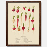Kökstavla med Rädisor poster – Plansch med grönsaker, rädis-poster av Ernst Benary, rädistavla, tavla med rädisor, skolposter, köksposter, poster till kök