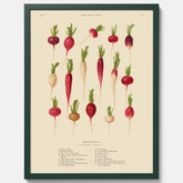 Kökstavla med Rädisor poster – Plansch med grönsaker, rädis-poster av Ernst Benary, rädistavla, tavla med rädisor, skolposter, köksposter, poster till kök