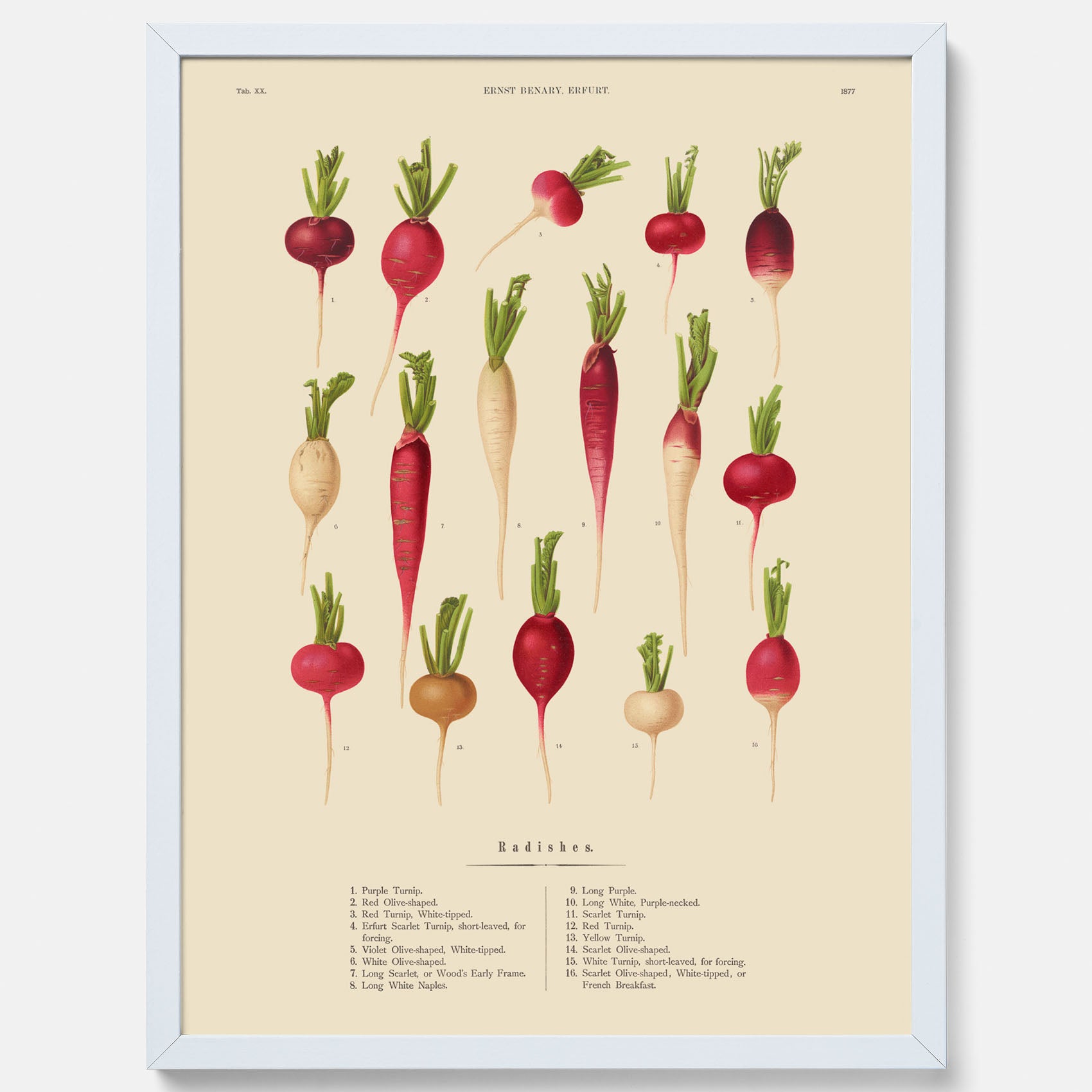 Kökstavla med Rädisor poster – Plansch med grönsaker, rädis-poster av Ernst Benary, rädistavla, tavla med rädisor, skolposter, köksposter, poster till kök