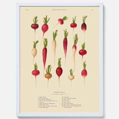 Kökstavla med Rädisor poster – Plansch med grönsaker, rädis-poster av Ernst Benary, rädistavla, tavla med rädisor, skolposter, köksposter, poster till kök