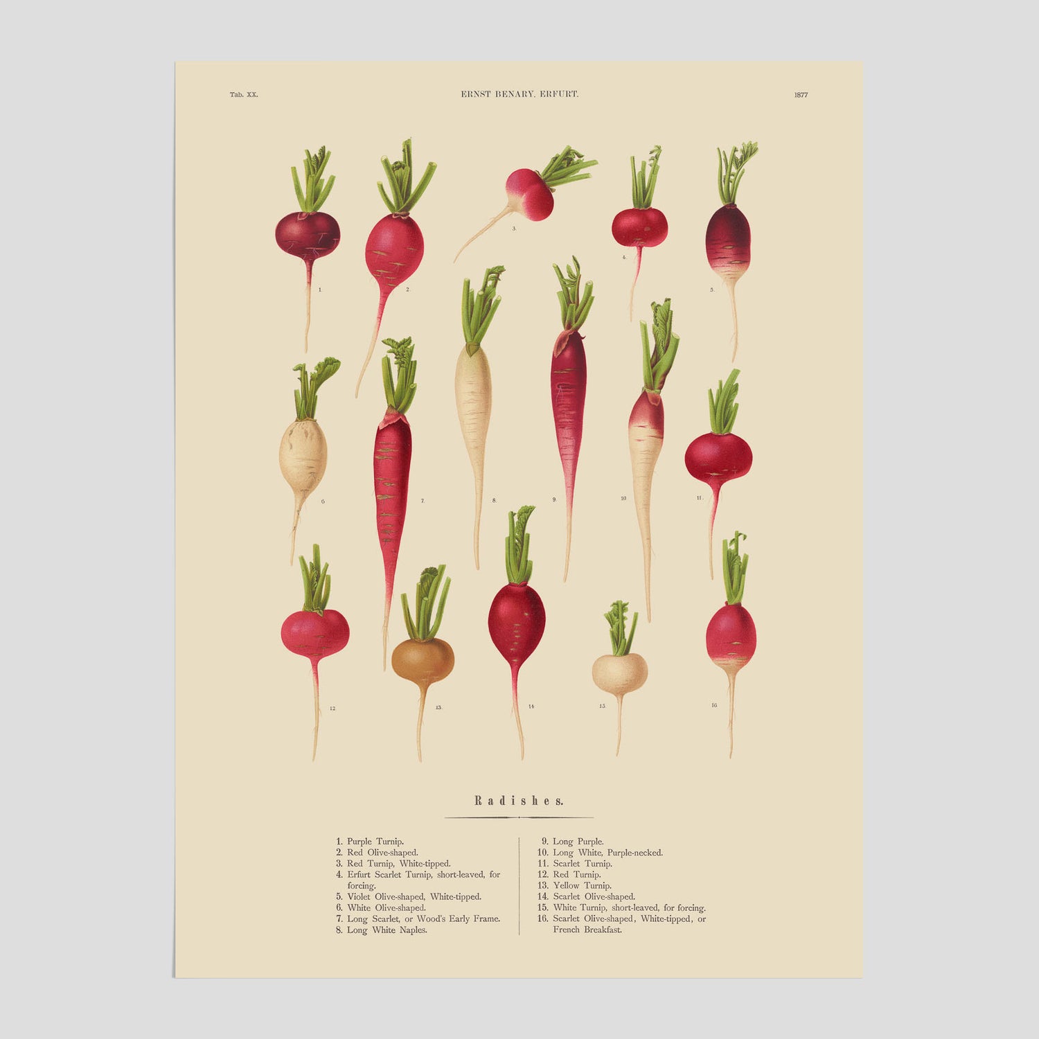 Kökstavla med Rädisor poster – Plansch med grönsaker, rädis-poster av Ernst Benary, rädistavla, tavla med rädisor, skolposter, köksposter, poster till kök