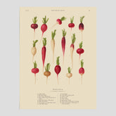 Kökstavla med Rädisor poster – Plansch med grönsaker, rädis-poster av Ernst Benary, rädistavla, tavla med rädisor, skolposter, köksposter, poster till kök