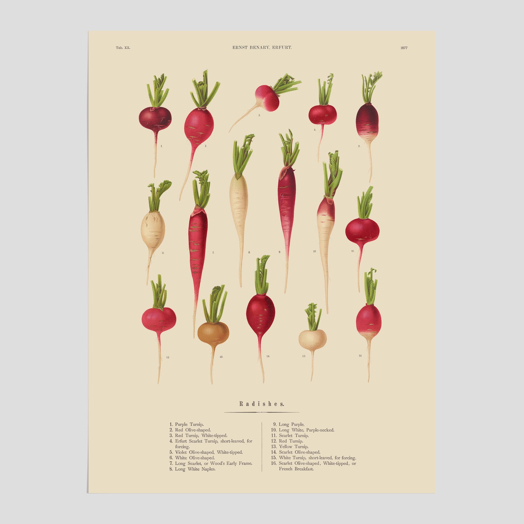 Kökstavla med Rädisor poster – Plansch med grönsaker, rädis-poster av Ernst Benary, rädistavla, tavla med rädisor, skolposter, köksposter, poster till kök