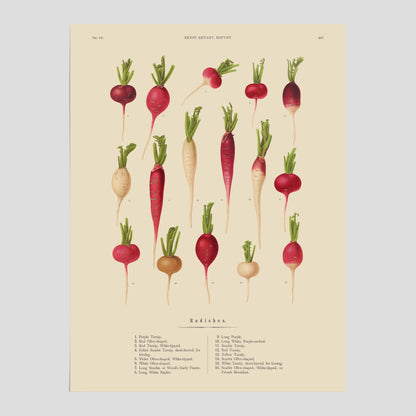 Kökstavla med Rädisor poster – Plansch med grönsaker, rädis-poster av Ernst Benary, rädistavla, tavla med rädisor, skolposter, köksposter, poster till kök