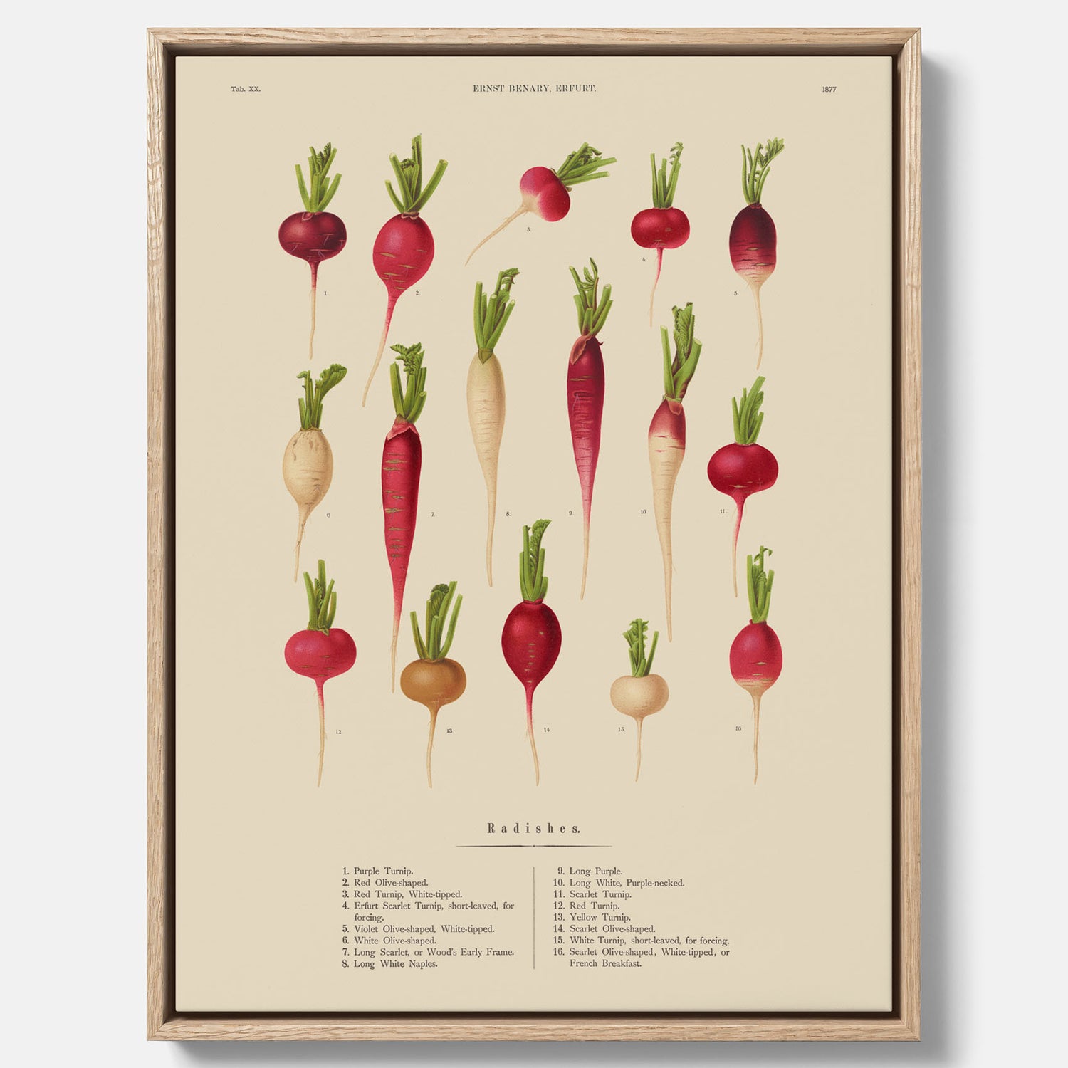 Tavla på canvas med Rädisor poster – Plansch med grönsaker, rädis-poster av Ernst Benary, rädistavla, tavla med rädisor, skolposter, köksposter, poster till kök