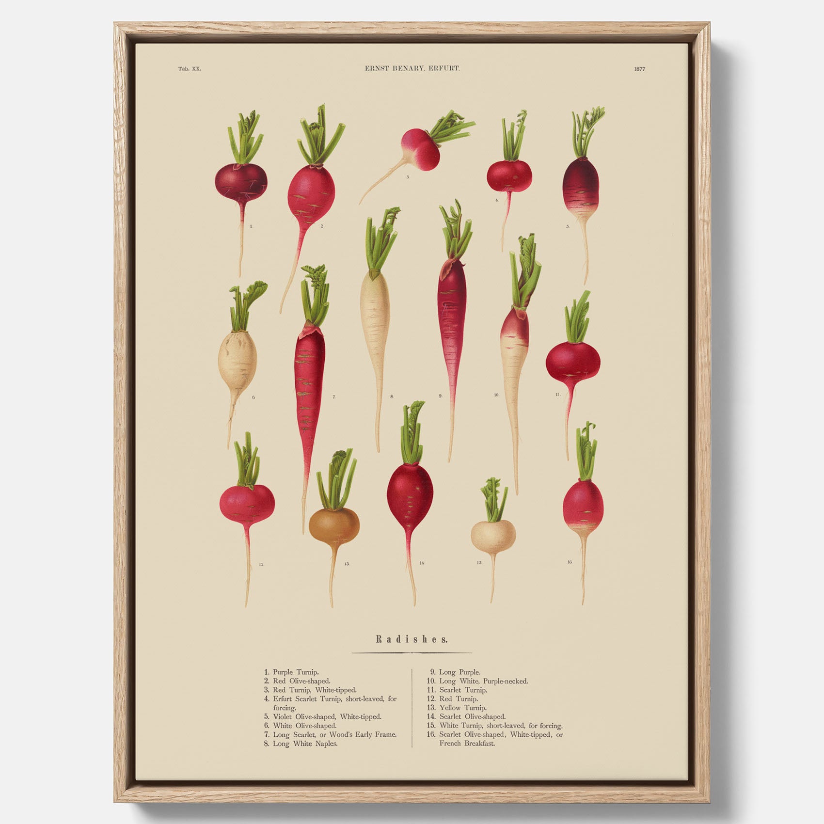 Tavla på canvas med Rädisor poster – Plansch med grönsaker, rädis-poster av Ernst Benary, rädistavla, tavla med rädisor, skolposter, köksposter, poster till kök
