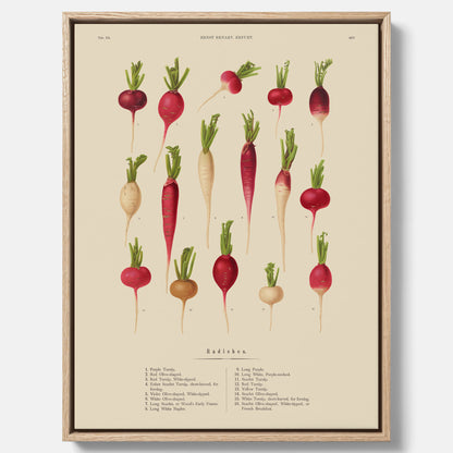 Tavla på canvas med Rädisor poster – Plansch med grönsaker, rädis-poster av Ernst Benary, rädistavla, tavla med rädisor, skolposter, köksposter, poster till kök