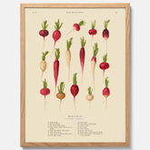 Kökstavla med Rädisor poster – Plansch med grönsaker, rädis-poster av Ernst Benary, rädistavla, tavla med rädisor, skolposter, köksposter, poster till kök