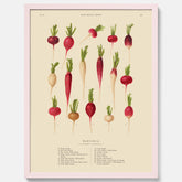 Kökstavla med Rädisor poster – Plansch med grönsaker, rädis-poster av Ernst Benary, rädistavla, tavla med rädisor, skolposter, köksposter, poster till kök