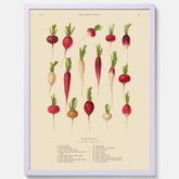 Kökstavla med Rädisor poster – Plansch med grönsaker, rädis-poster av Ernst Benary, rädistavla, tavla med rädisor, skolposter, köksposter, poster till kök