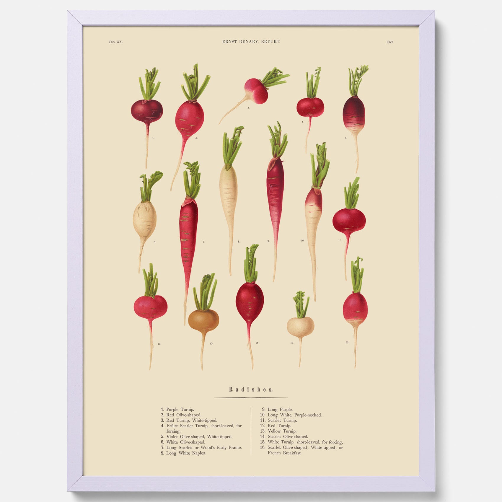 Kökstavla med Rädisor poster – Plansch med grönsaker, rädis-poster av Ernst Benary, rädistavla, tavla med rädisor, skolposter, köksposter, poster till kök