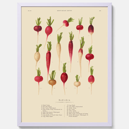 Kökstavla med Rädisor poster – Plansch med grönsaker, rädis-poster av Ernst Benary, rädistavla, tavla med rädisor, skolposter, köksposter, poster till kök