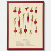 Kökstavla med Rädisor poster – Plansch med grönsaker, rädis-poster av Ernst Benary, rädistavla, tavla med rädisor, skolposter, köksposter, poster till kök