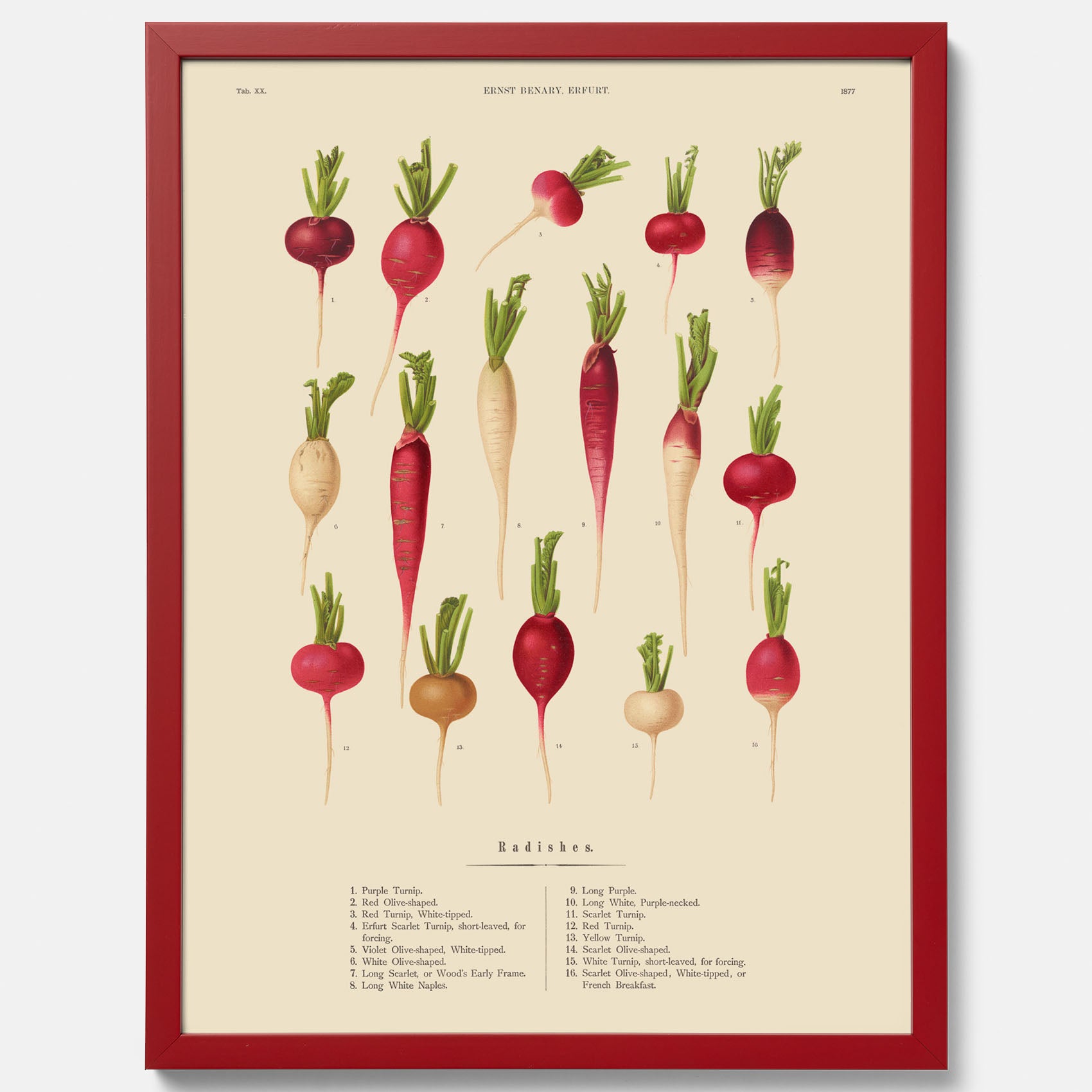 Kökstavla med Rädisor poster – Plansch med grönsaker, rädis-poster av Ernst Benary, rädistavla, tavla med rädisor, skolposter, köksposter, poster till kök