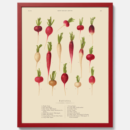 Kökstavla med Rädisor poster – Plansch med grönsaker, rädis-poster av Ernst Benary, rädistavla, tavla med rädisor, skolposter, köksposter, poster till kök