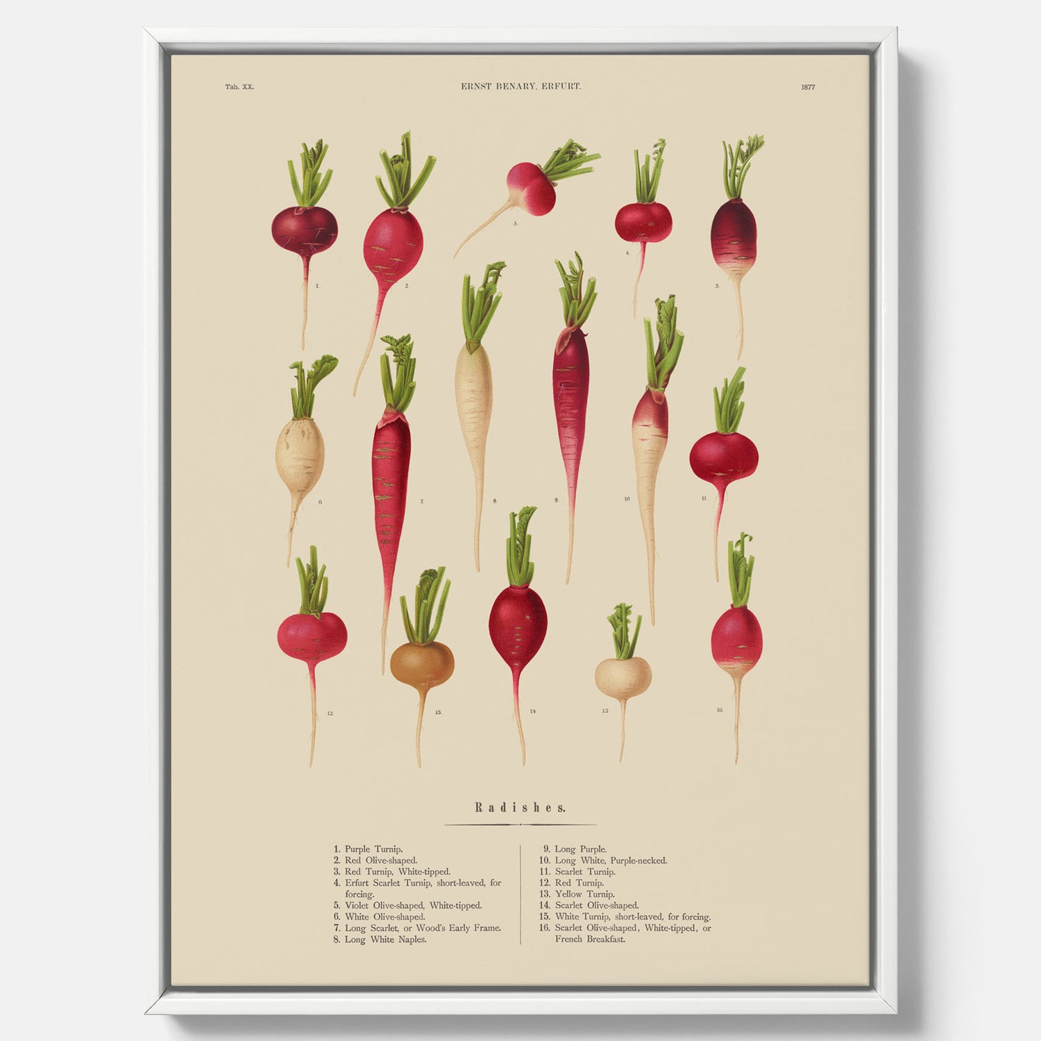 Tavla på canvas med Rädisor poster – Plansch med grönsaker, rädis-poster av Ernst Benary, rädistavla, tavla med rädisor, skolposter, köksposter, poster till kök