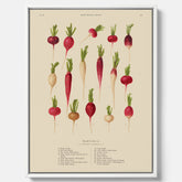 Tavla på canvas med Rädisor poster – Plansch med grönsaker, rädis-poster av Ernst Benary, rädistavla, tavla med rädisor, skolposter, köksposter, poster till kök