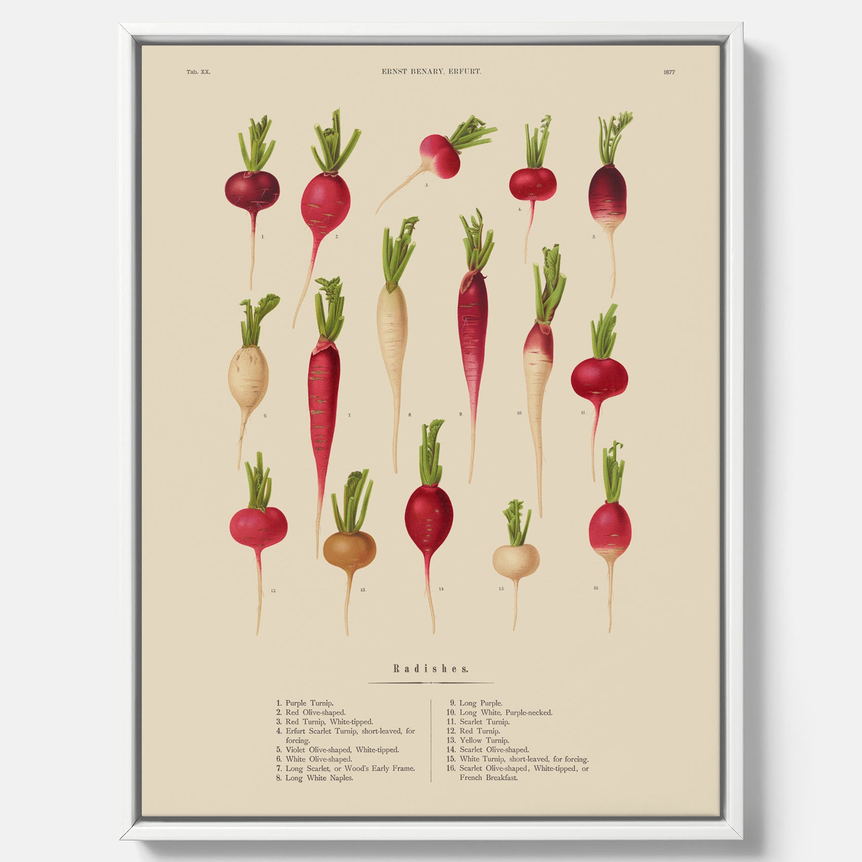 Tavla på canvas med Rädisor poster – Plansch med grönsaker, rädis-poster av Ernst Benary, rädistavla, tavla med rädisor, skolposter, köksposter, poster till kök
