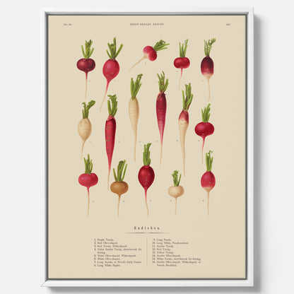 Tavla på canvas med Rädisor poster – Plansch med grönsaker, rädis-poster av Ernst Benary, rädistavla, tavla med rädisor, skolposter, köksposter, poster till kök