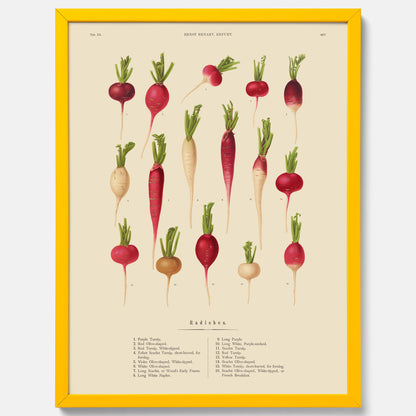 Kökstavla med Rädisor poster – Plansch med grönsaker, rädis-poster av Ernst Benary, rädistavla, tavla med rädisor, skolposter, köksposter, poster till kök