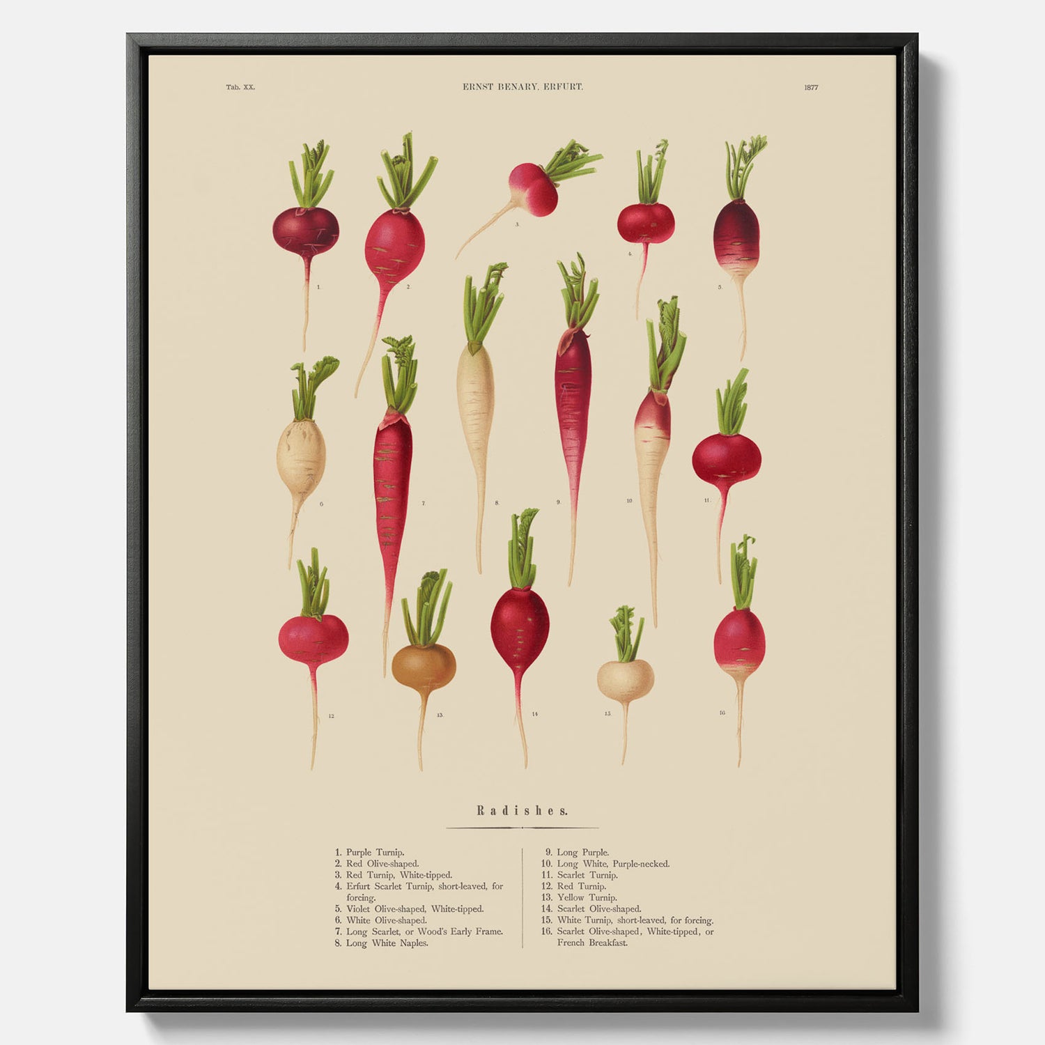 Tavla på canvas med Rädisor poster – Plansch med grönsaker, rädis-poster av Ernst Benary, rädistavla, tavla med rädisor, skolposter, köksposter, poster till kök
