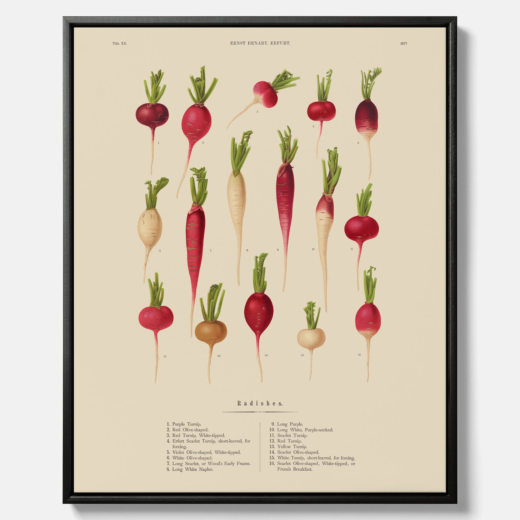 Tavla på canvas med Rädisor poster – Plansch med grönsaker, rädis-poster av Ernst Benary, rädistavla, tavla med rädisor, skolposter, köksposter, poster till kök