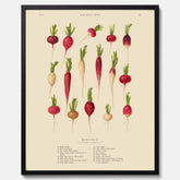Kökstavla med Rädisor poster – Plansch med grönsaker, rädis-poster av Ernst Benary, rädistavla, tavla med rädisor, skolposter, köksposter, poster till kök
