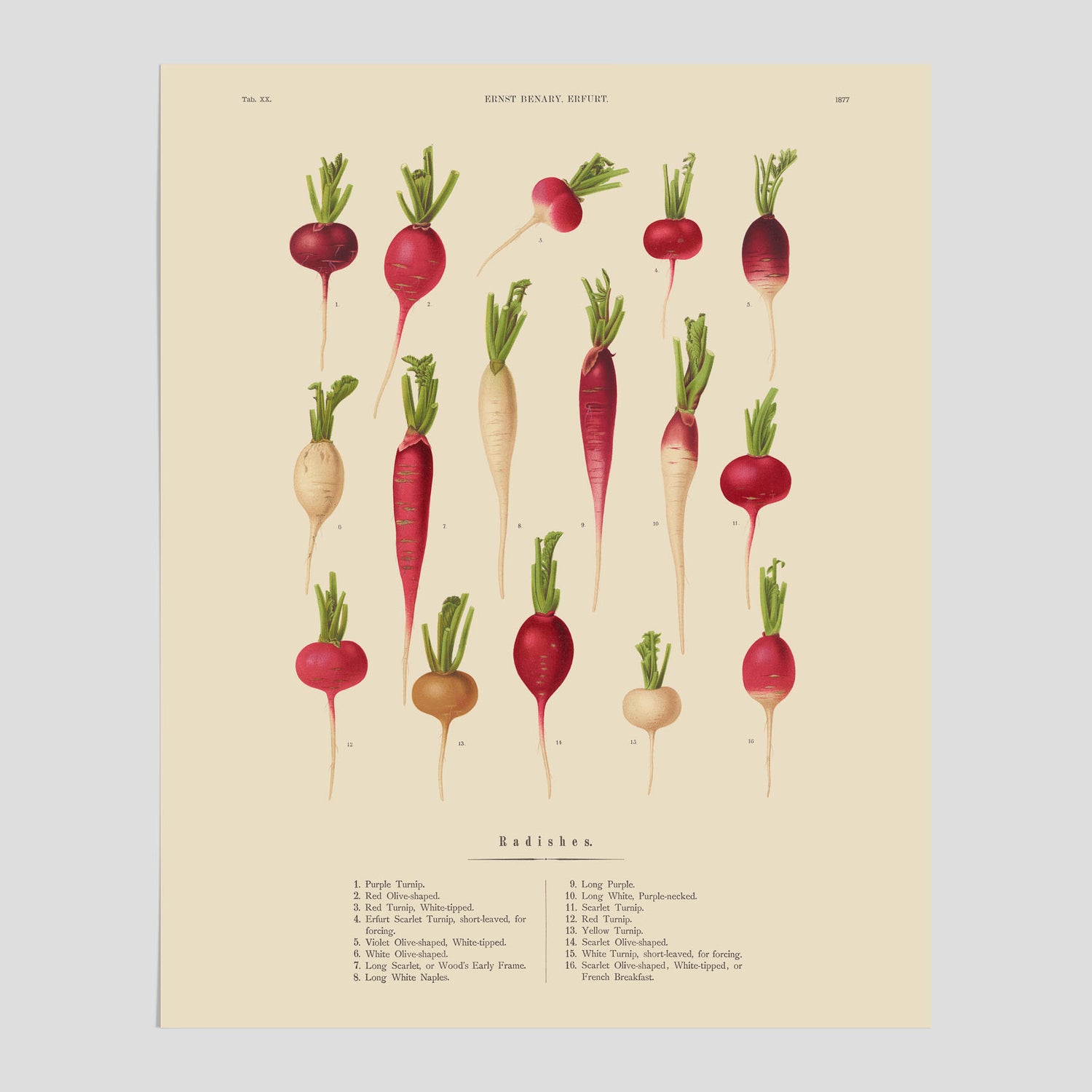 Kökstavla med Rädisor poster – Plansch med grönsaker, rädis-poster av Ernst Benary, rädistavla, tavla med rädisor, skolposter, köksposter, poster till kök