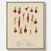 Tavla på canvas med Rädisor poster – Plansch med grönsaker, rädis-poster av Ernst Benary, rädistavla, tavla med rädisor, skolposter, köksposter, poster till kök
