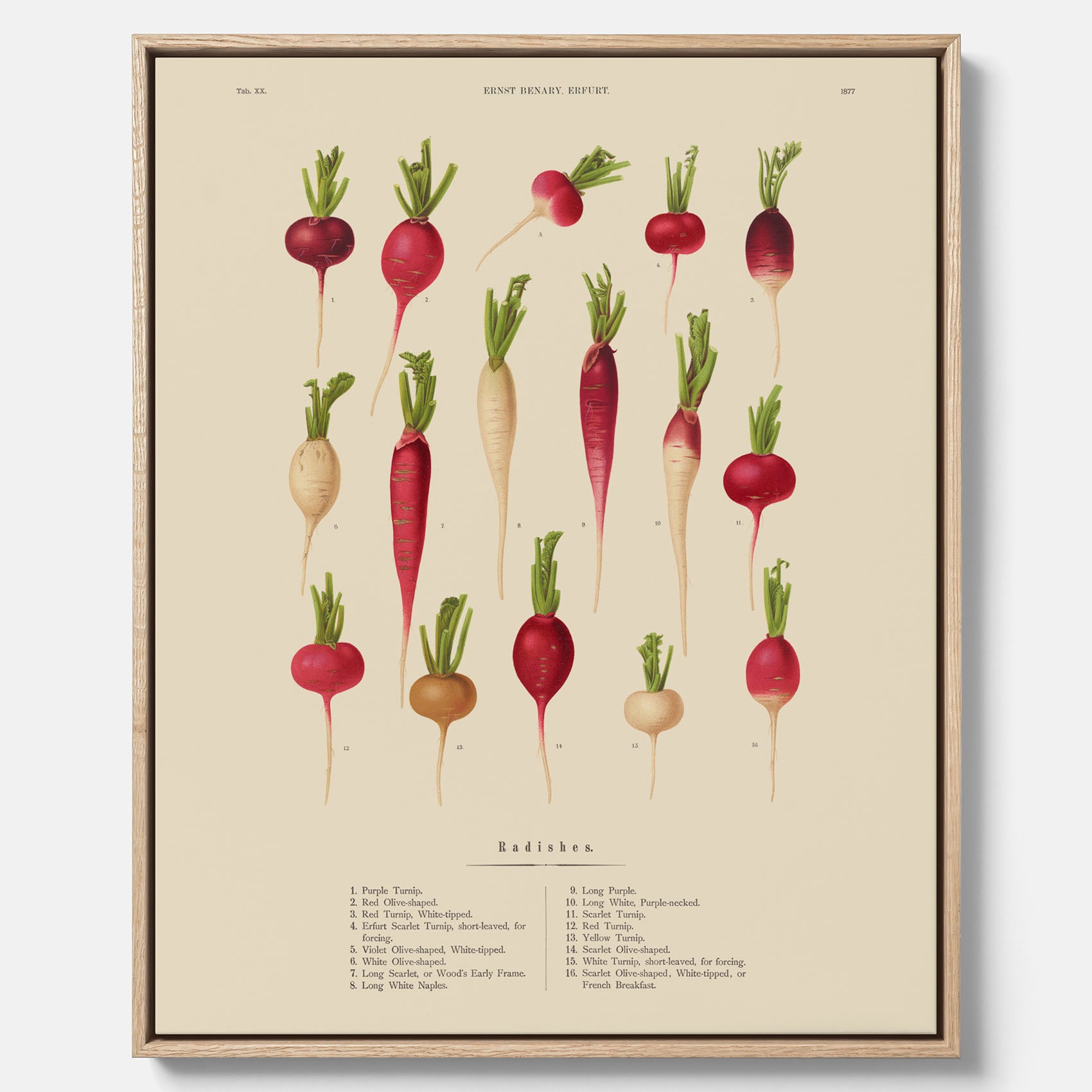 Tavla på canvas med Rädisor poster – Plansch med grönsaker, rädis-poster av Ernst Benary, rädistavla, tavla med rädisor, skolposter, köksposter, poster till kök