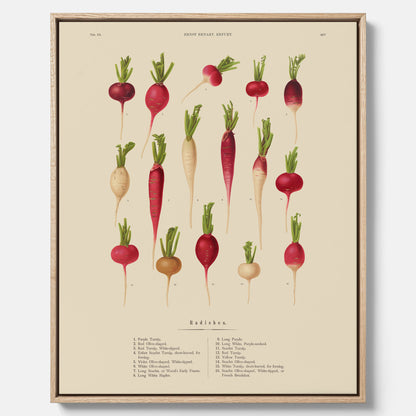 Tavla på canvas med Rädisor poster – Plansch med grönsaker, rädis-poster av Ernst Benary, rädistavla, tavla med rädisor, skolposter, köksposter, poster till kök
