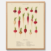 Kökstavla med Rädisor poster – Plansch med grönsaker, rädis-poster av Ernst Benary, rädistavla, tavla med rädisor, skolposter, köksposter, poster till kök
