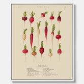 Tavla på canvas med Rädisor poster – Plansch med grönsaker, rädis-poster av Ernst Benary, rädistavla, tavla med rädisor, skolposter, köksposter, poster till kök