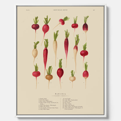 Tavla på canvas med Rädisor poster – Plansch med grönsaker, rädis-poster av Ernst Benary, rädistavla, tavla med rädisor, skolposter, köksposter, poster till kök