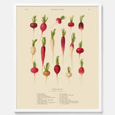 Kökstavla med Rädisor poster – Plansch med grönsaker, rädis-poster av Ernst Benary, rädistavla, tavla med rädisor, skolposter, köksposter, poster till kök