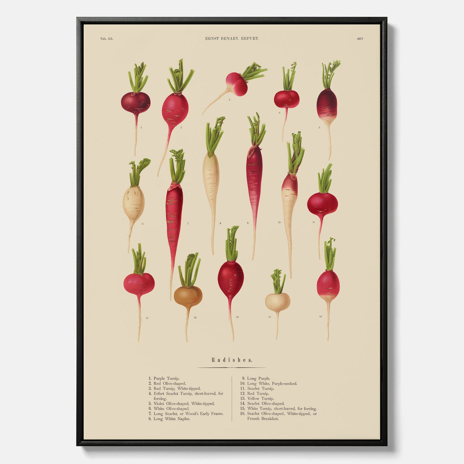 Tavla på canvas med Rädisor poster – Plansch med grönsaker, rädis-poster av Ernst Benary, rädistavla, tavla med rädisor, skolposter, köksposter, poster till kök