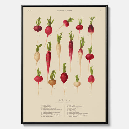 Tavla på canvas med Rädisor poster – Plansch med grönsaker, rädis-poster av Ernst Benary, rädistavla, tavla med rädisor, skolposter, köksposter, poster till kök