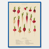 Kökstavla med Rädisor poster – Plansch med grönsaker, rädis-poster av Ernst Benary, rädistavla, tavla med rädisor, skolposter, köksposter, poster till kök