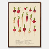 Kökstavla med Rädisor poster – Plansch med grönsaker, rädis-poster av Ernst Benary, rädistavla, tavla med rädisor, skolposter, köksposter, poster till kök