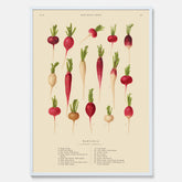 Kökstavla med Rädisor poster – Plansch med grönsaker, rädis-poster av Ernst Benary, rädistavla, tavla med rädisor, skolposter, köksposter, poster till kök