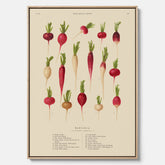Tavla på canvas med Rädisor poster – Plansch med grönsaker, rädis-poster av Ernst Benary, rädistavla, tavla med rädisor, skolposter, köksposter, poster till kök